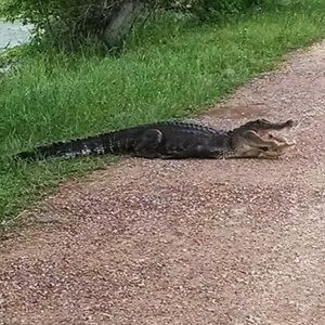 Meet your Posher, Michael - fallon